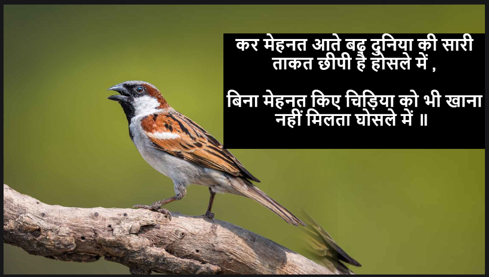 bird shayari