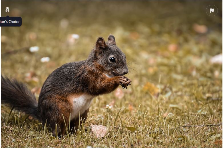 सपने में गिलहरी देखना Sapne me gilhari dekhna ka matlab