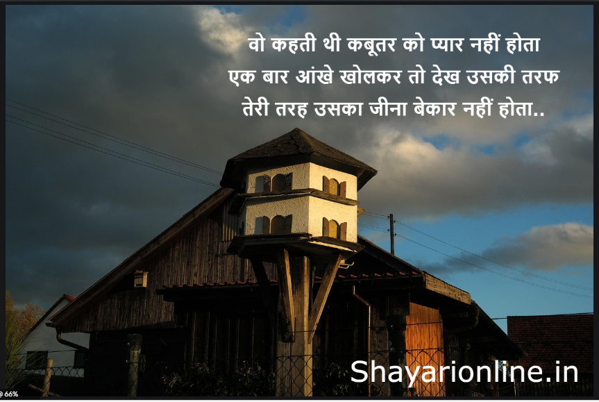 pigeon shayari