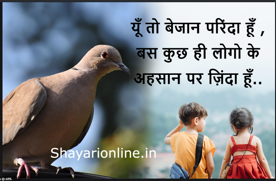 कबूतर पर शायरी