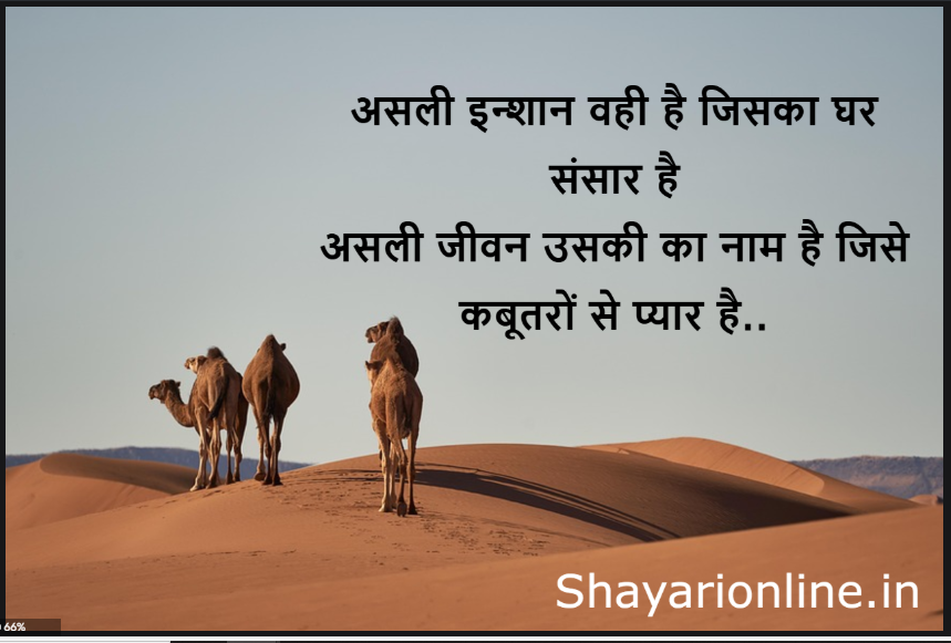 कबूतर पर स्टेटस