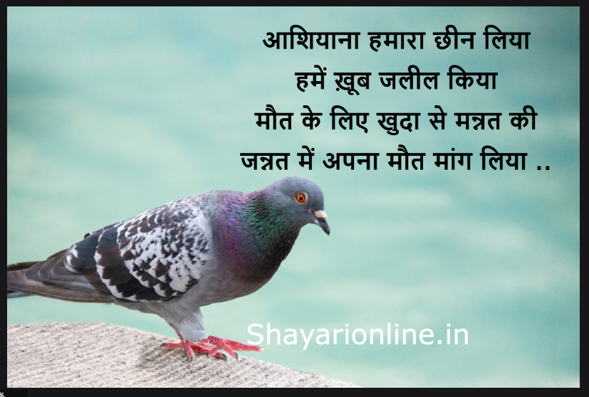 kabootar shayari in hindi