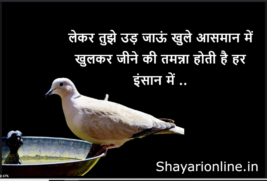 shayari on kabutar