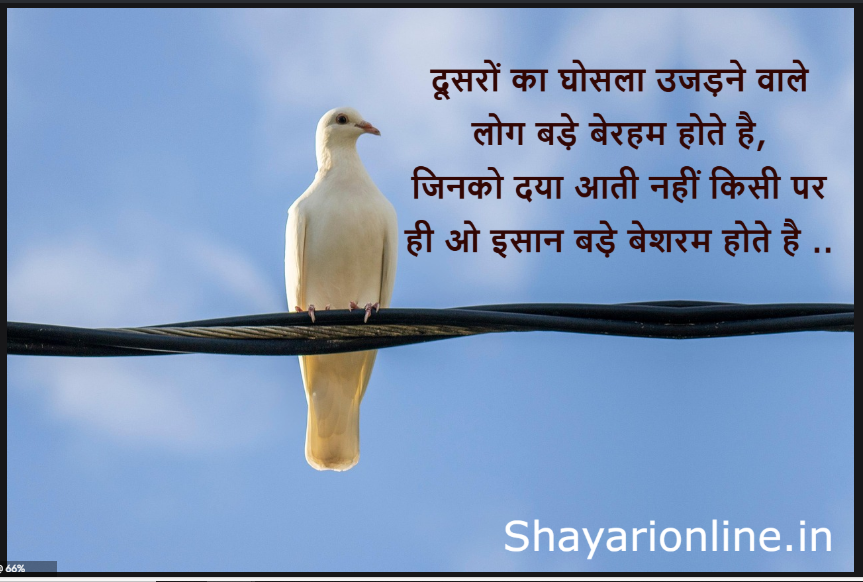 pigeon shayar