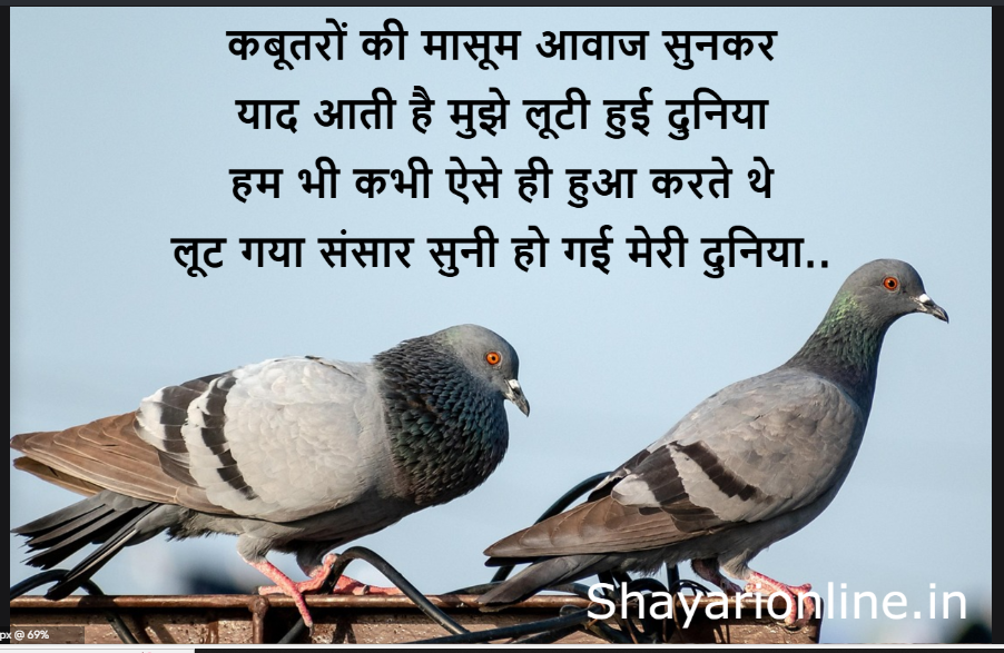 kabutar shayari
