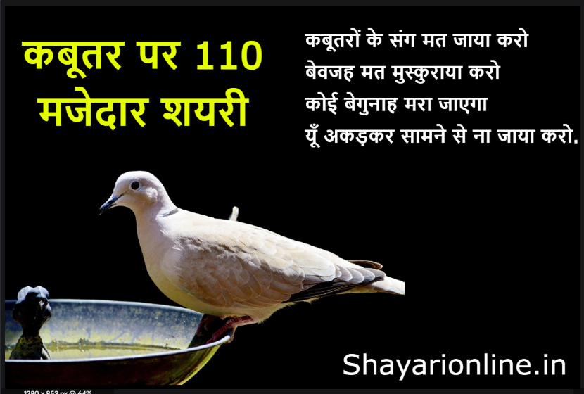 kabootar par shayari